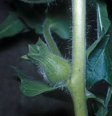 Attēlu rezultāti vaicājumam “Hyoscyamus niger fruit”