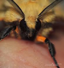 Attēlu rezultāti vaicājumam “Spilosoma lutea imago”