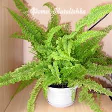 Image result for НЕФРОЛЕПИС (Nephrolepis