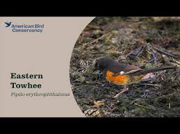 Image result for Pipilo erythrophthalmus