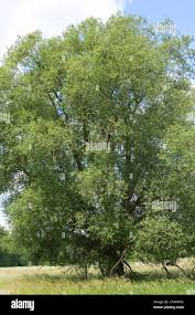 Attēlu rezultāti vaicājumam “Salix fragilis”