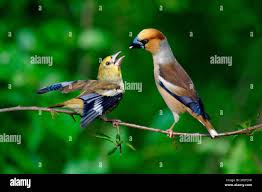 Attēlu rezultāti vaicājumam “Coccothraustes coccothraustes”