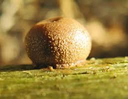 Attēlu rezultāti vaicājumam “Lycogala sphaeroconicum macro”