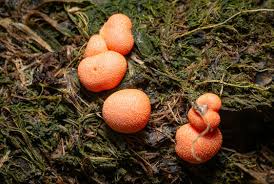 Attēlu rezultāti vaicājumam “Lycogala roseosporum”