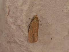 Attēlu rezultāti vaicājumam “Aphelia viburniana”