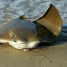 Image result for Rhinoptera bonasus