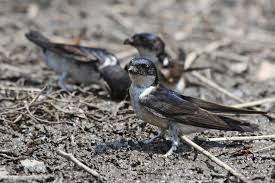 Attēlu rezultāti vaicājumam “Hirundinidae”