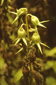 Attēlu rezultāti vaicājumam “Campanula latifolia flower”