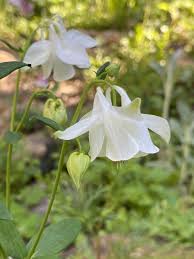 Attēlu rezultāti vaicājumam “Aquilegia vulgaris flower”