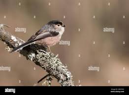 Attēlu rezultāti vaicājumam “Aegithalos caudatus adult”