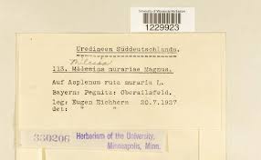 Attēlu rezultāti vaicājumam “Milesina murariae”