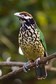 Attēlu rezultāti vaicājumam “Passeriformes”