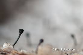 Attēlu rezultāti vaicājumam “Calicium salicinum”