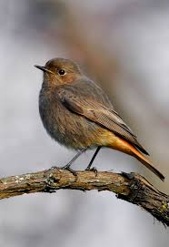 Attēlu rezultāti vaicājumam “Phoenicurus ochruros female”