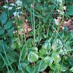 Attēlu rezultāti vaicājumam “Pyrola rotundifolia fruit”