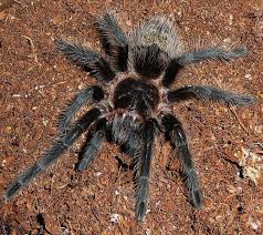 Znalezione obrazy dla zapytania Grammostola grossa