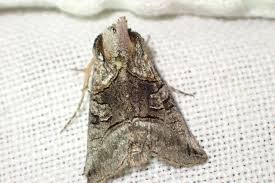 Attēlu rezultāti vaicājumam “Abrostola tripartita”