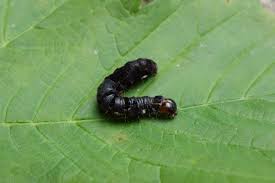 Attēlu rezultāti vaicājumam “Eupsilia transversa”