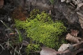 Attēlu rezultāti vaicājumam “Anomodon”