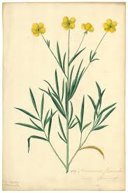 Attēlu rezultāti vaicājumam “Ranunculus flammula”