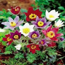 Image result for Anemonenarten