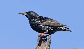 Attēlu rezultāti vaicājumam “Sturnus vulgaris male”