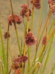 Attēlu rezultāti vaicājumam “Juncus conglomeratus fruit”