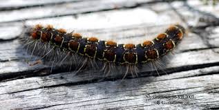 Attēlu rezultāti vaicājumam “Eriogaster lanestris”