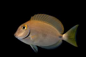 Image result for Acanthurus blochii