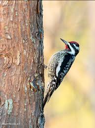 Image result for Sphyrapicus varius