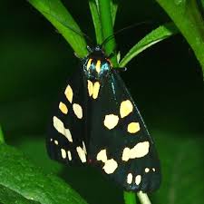 Attēlu rezultāti vaicājumam “Callimorpha dominula”