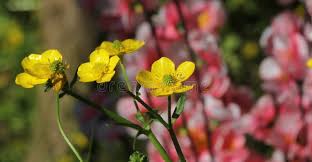 Attēlu rezultāti vaicājumam “Ranunculus bulbosus flower”