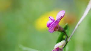 Attēlu rezultāti vaicājumam “Lathyrus tuberosus bud”