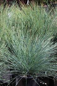 Attēlu rezultāti vaicājumam “Festuca altissima flower”