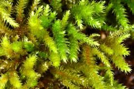 Attēlu rezultāti vaicājumam “Antitrichia curtipendula macro”