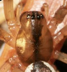 Attēlu rezultāti vaicājumam “Neriene montana”