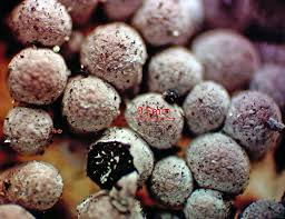 Attēlu rezultāti vaicājumam “Badhamia flavoglauca spores”