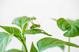 Attēlu rezultāti vaicājumam “Tettigoniodea”