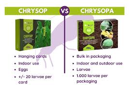 Attēlu rezultāti vaicājumam “Chrysopa eggs”