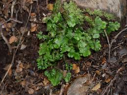 Attēlu rezultāti vaicājumam “Cephalozia connivens”