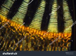 Attēlu rezultāti vaicājumam “Pohlia nutans sporophyte”