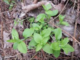 Attēlu rezultāti vaicājumam “Moehringia trinervia”