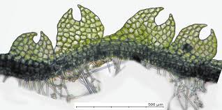 Attēlu rezultāti vaicājumam “Cephalozia lunulifolia”