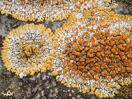 Attēlu rezultāti vaicājumam “Caloplaca saxicola”