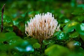 Attēlu rezultāti vaicājumam “Lentaria”