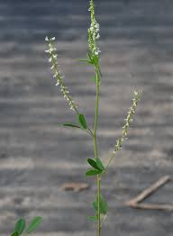 Attēlu rezultāti vaicājumam “Melilotus wolgicus flower”