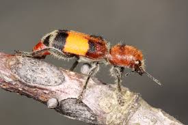 Attēlu rezultāti vaicājumam “Cleridae”