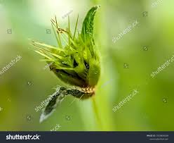 Attēlu rezultāti vaicājumam “Carex flava”