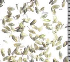 Attēlu rezultāti vaicājumam “Stemonitopsis aequalis (var. aequalis)”