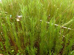 Attēlu rezultāti vaicājumam “Polytrichum strictum”